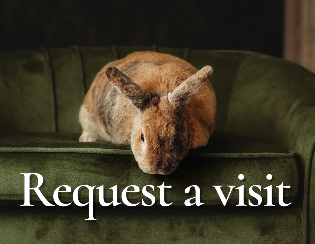 Request a visit β bunny on green velvet sofa